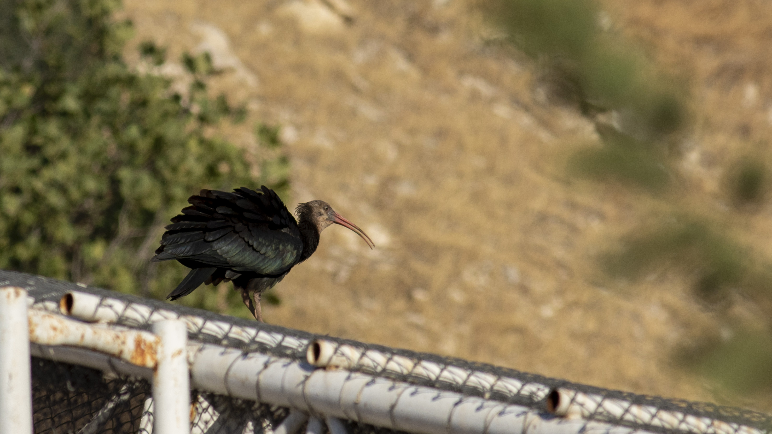 Northern Bald Ibis